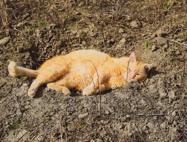 Rød kat soler sig i forårssolen liggende på jorden . - Stock-foto