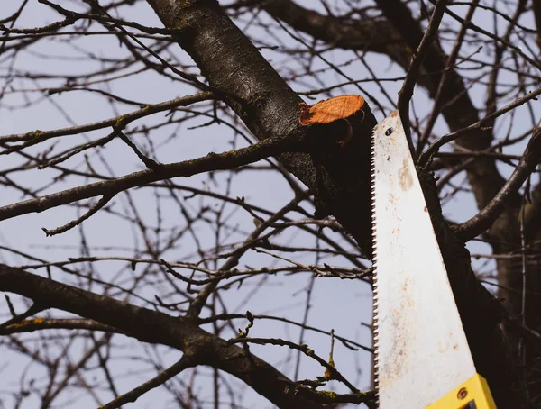 Vi uma serra no ramo de corte. Cortar um galho de árvore com um ha — Fotografia de Stock