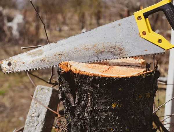 Saw a hacksaw at the cut branch. Cutting a tree branch with a ha — Stock Photo, Image