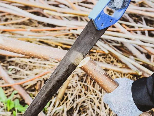 Sawing with a hand saw of a wood branch.