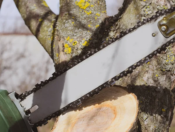 Распиловочное дерево — стоковое фото