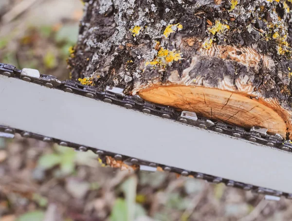 Gesägter elektrischer Sägebaum — Stockfoto