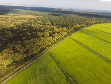 Orman pirinç tarlaları yakınındaki kırmızı orman. Bir kuş bakışı ile manzara