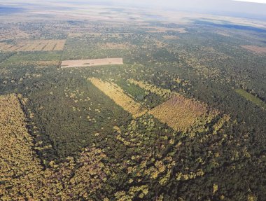 Orman kırmızı orman. Bir kuş bakışı ile manzara
