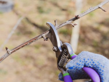 Bir kesici ile süs ağacı. Meyve ağaçları budama bahar.