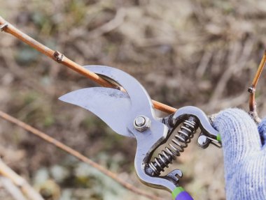 Bir kesici ile süs ağacı. Meyve ağaçları budama bahar.