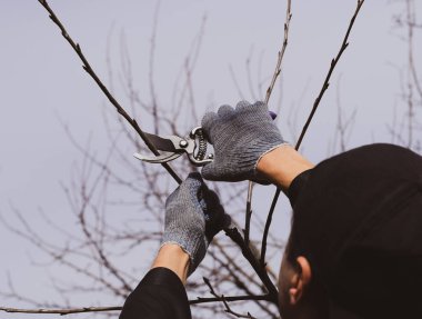 Bir kesici ile süs ağacı. Meyve ağaçları budama bahar.