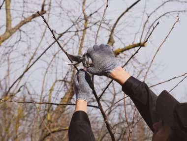 Bir kesici ile süs ağacı. Meyve ağaçları budama bahar.