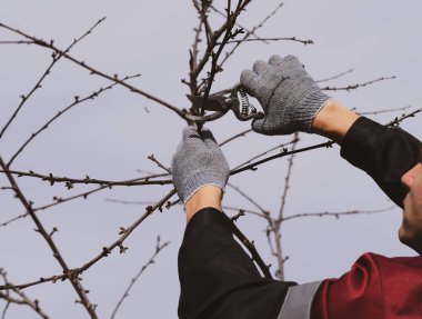 Bir kesici ile süs ağacı. Meyve ağaçları budama bahar.