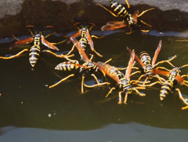 Eşek arıları Polistes su içer. Eşek arıları tavadan su içer, yüzer.