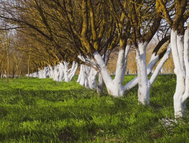 Whitewashed tree trunks along the road. Apricots along route wit clipart