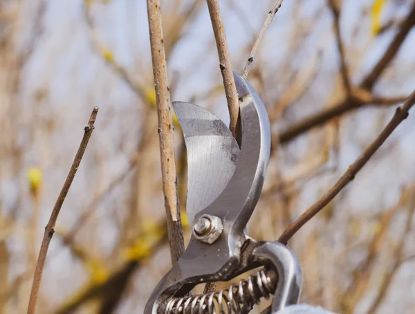 Trimmen boom met een cutter. Voorjaar snoeien van fruitbomen. — Stockfoto