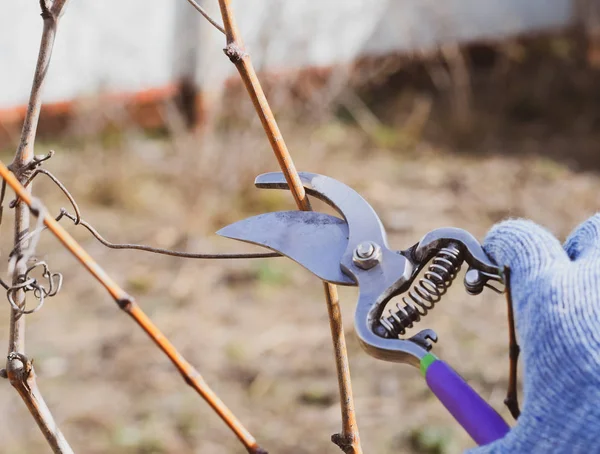 Cortando el árbol con un cortador. Poda de primavera de árboles frutales . — Foto de Stock