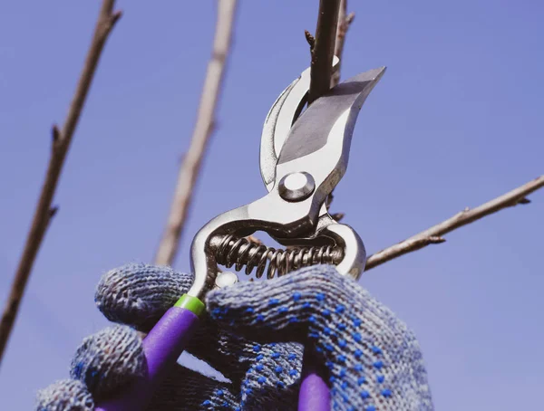 Aparar a árvore com um cortador. Poda de primavera de árvores de fruto . — Fotografia de Stock