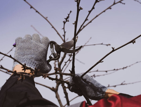 Trimming tree with a cutter. Spring pruning of fruit trees.