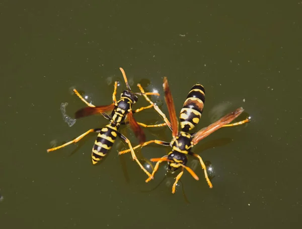 Wasps Polistes pić wodę. Osy pić wodę z patelni, pływać — Zdjęcie stockowe