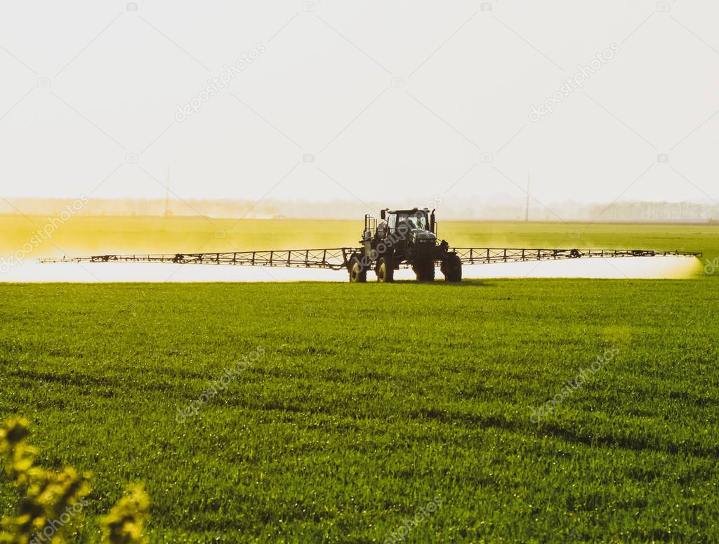 tractor with the help of a sprayer sprays liquid fertilizers on young wheat in the field.