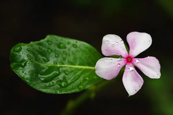 Różowy kwiat po deszczu — Zdjęcie stockowe