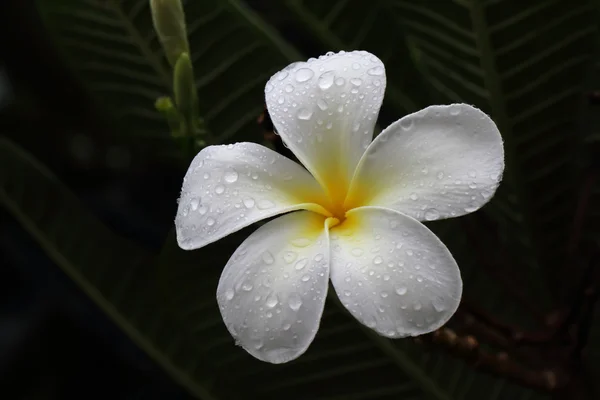 Yağmurdan sonra beyaz çiçek — Stok fotoğraf