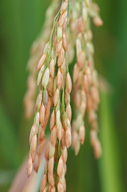 Pirinç alanı kapatın