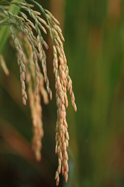 Pirinç alanı kapatın