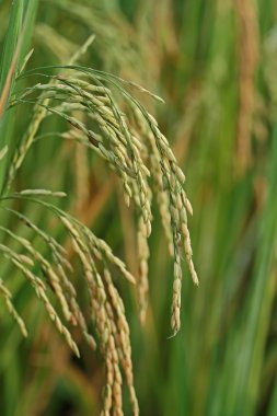 Pirinç alanı kapatın