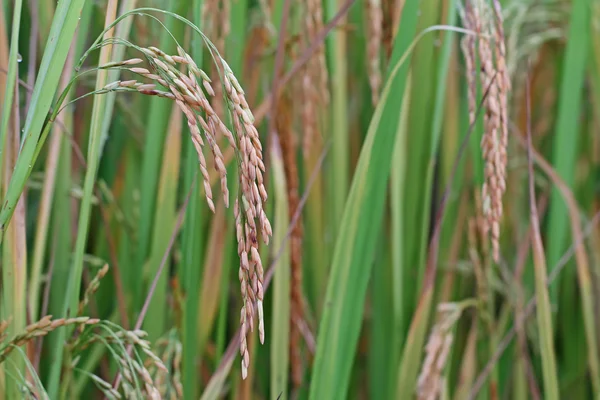 Это рисовое поле — стоковое фото