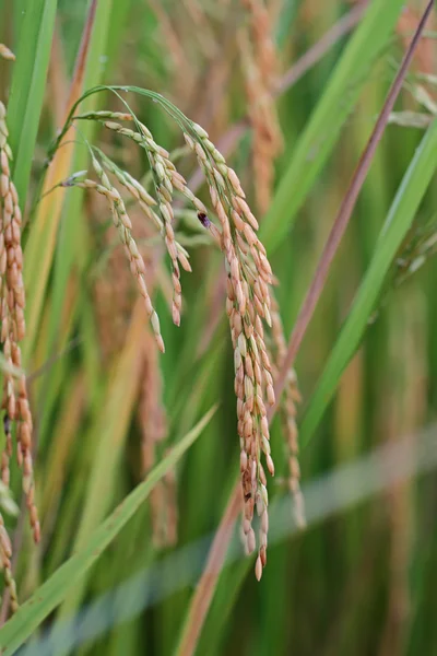 Este es el campo de arroz — Foto de Stock