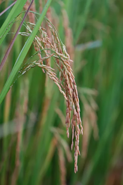 Este es el campo de arroz — Foto de Stock