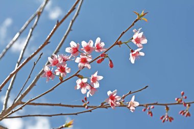  Güzel pembe Sakura çiçek çiçeklenme