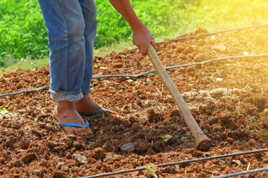 Bahçıvanlar kazma ve yumuşak ışık