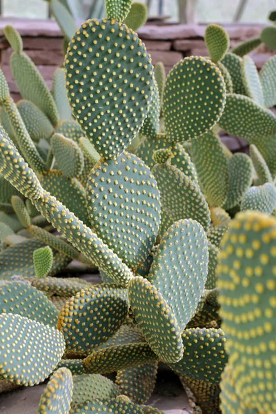 Kaktus w ogrodzie. — Zdjęcie stockowe