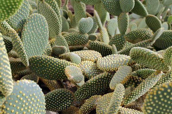 Kaktus w ogrodzie. — Zdjęcie stockowe