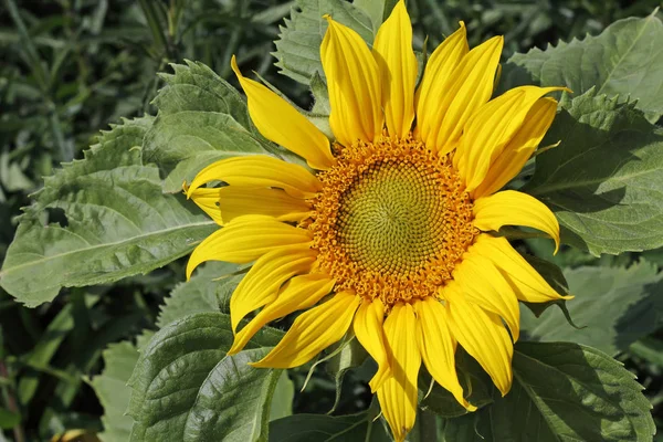 Uma única flor de sol em um campo de girassóis . — Fotografia de Stock