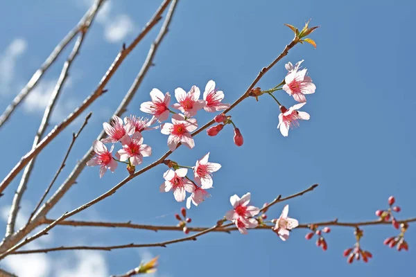 Güzel pembe Sakura çiçek çiçeklenme — Stok fotoğraf