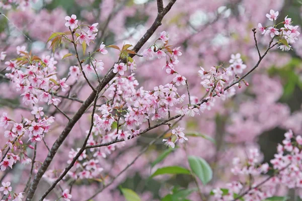 Güzel pembe Sakura çiçek çiçeklenme — Stok fotoğraf
