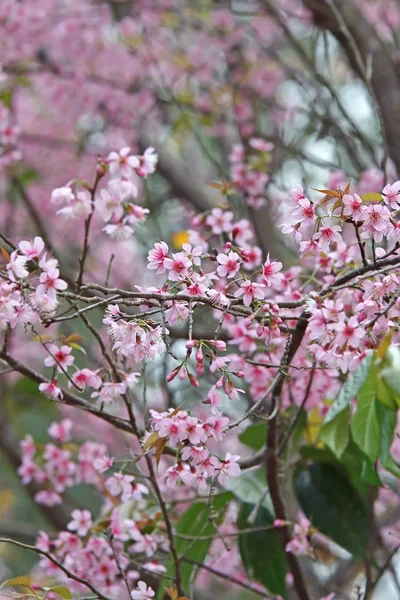 Mooie roze Sakura bloem bloeien — Stockfoto