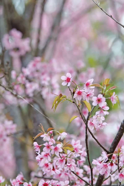 Beautiful pink Sakura flower blooming — Stock Photo, Image