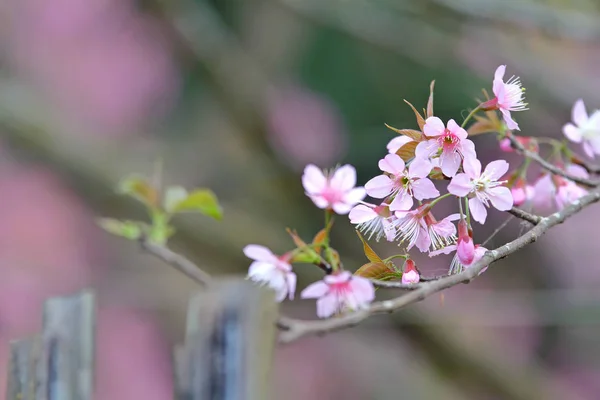  Güzel pembe Sakura çiçek çiçeklenme