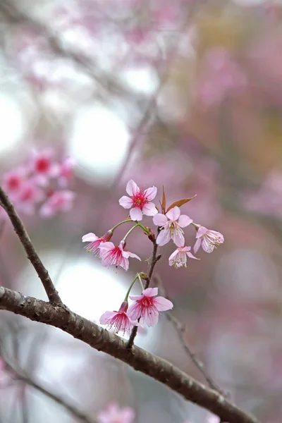 Piękne różowe Sakura kwiat kwitnący — Zdjęcie stockowe