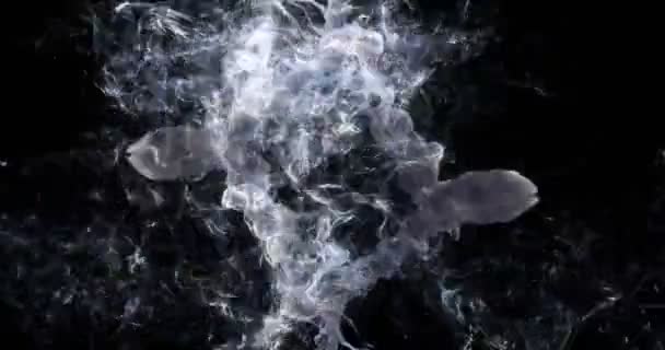 Motion Background VJ Loop - Noire Smoke Particles 4k + Matte — Stock Video