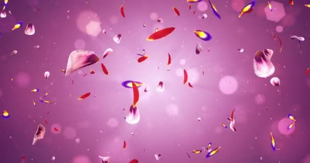 Летят лепестки розово-фиолетового цветка сакуры — стоковое видео
