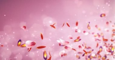 Bulanık romantik kırmızı pembe mor sakura çiçek yaprakları yer tutucu döngü 4 k uçan