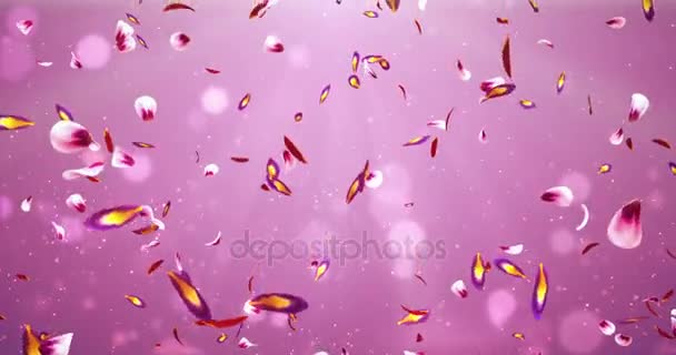 Falling Romantic Red Pink Purple Sakura Flower Petals Flying Background Loop 4k — Stock Video