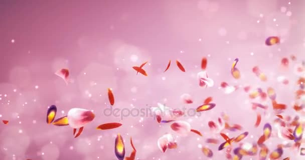 Flying Blurry Romántico Rojo Rosa púrpura sakura pétalos de la flor marcador de posición Loop 4k — Vídeos de Stock