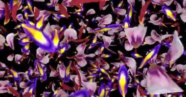 Pembe mor Sakura çiçek yaprakları düşen geçiş Alpha mat döngü 4 k uçan