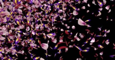 Kırmızı pembe mor çiçek yaprakları Bokeh geçiş Alpha mat döngü 4 k uçan