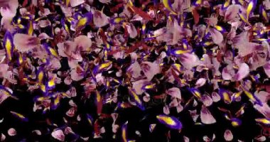 Kırmızı pembe mor Sakura çiçek yaprakları geçiş Alpha mat döngü 4 k düşüyor