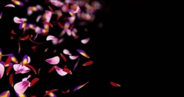 Pembe mor çiçek yaprakları bulanık Bokeh yer tutucu Alpha mat döngü 4 k düşüyor