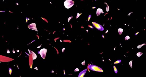 Flying Pink Purple Sakura Flower Petals Falling Background Alpha matte Loop 4k — Stock Video